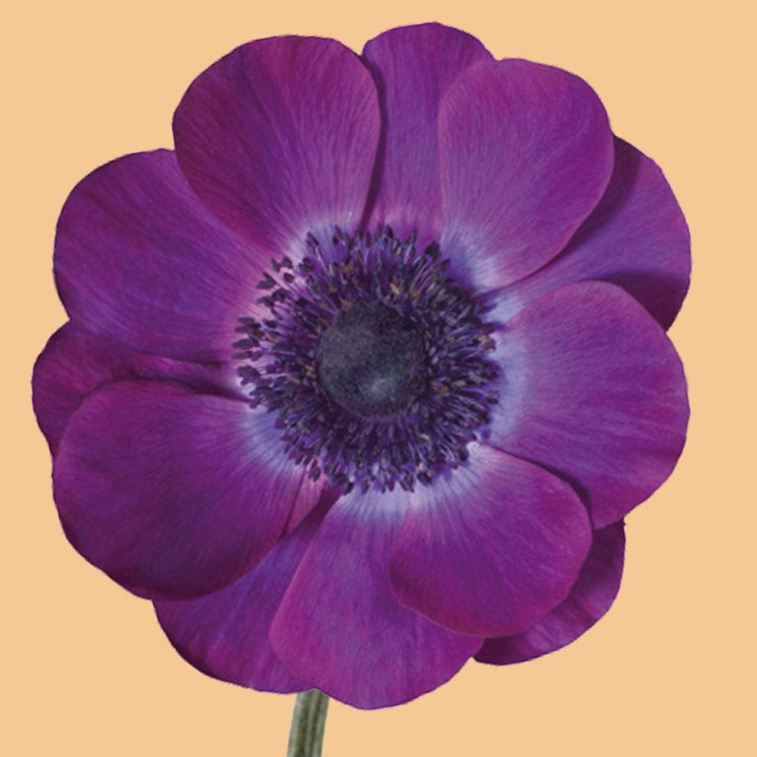 Anémone 'Mistral® Grape'